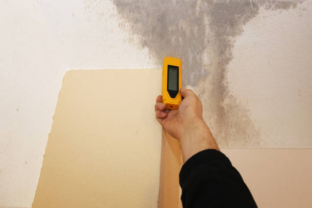 Best Basement Mold Removal  in Hyde Rk, PA