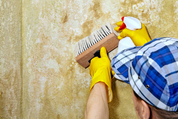 Best Mold Prevention Services  in Hyde Rk, PA